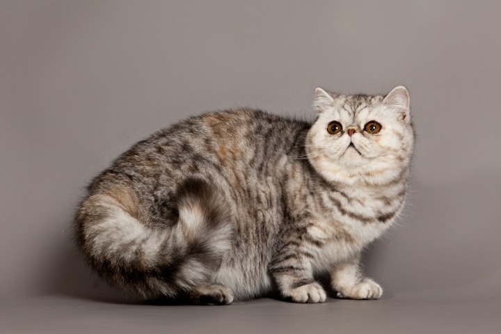 THE EXOTIC SHORTHAIR