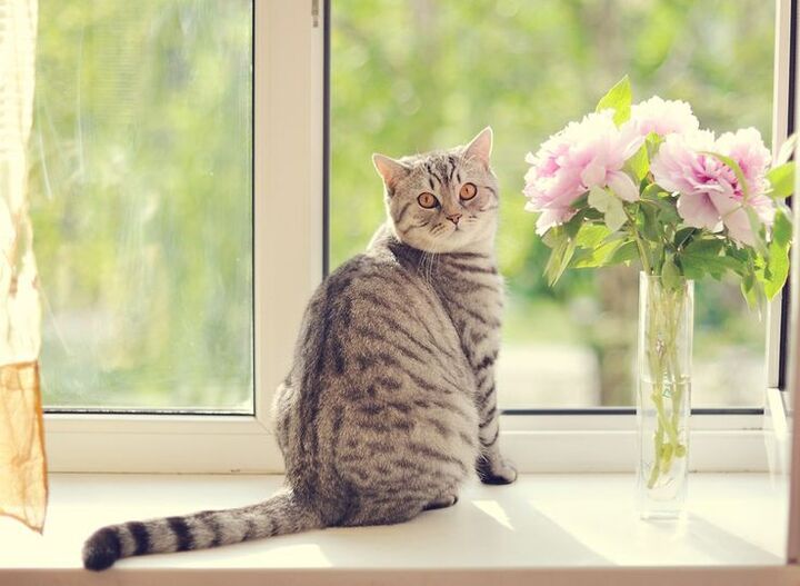 cat posing with window