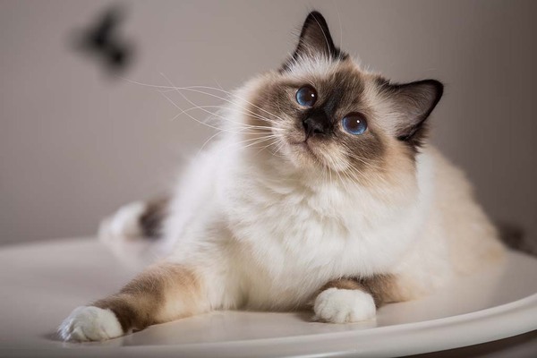 THE BIRMAN