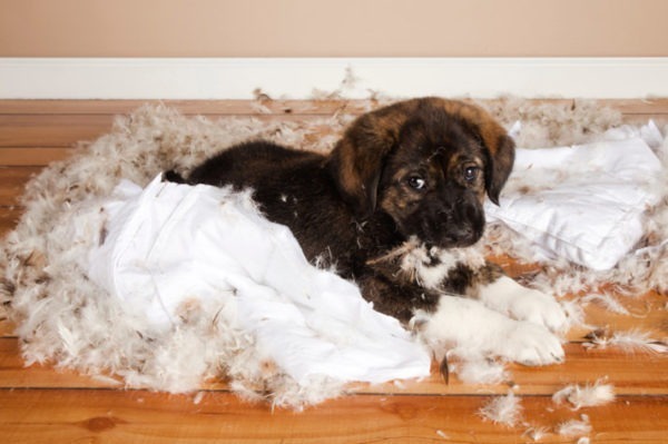 puppy destroying pillow