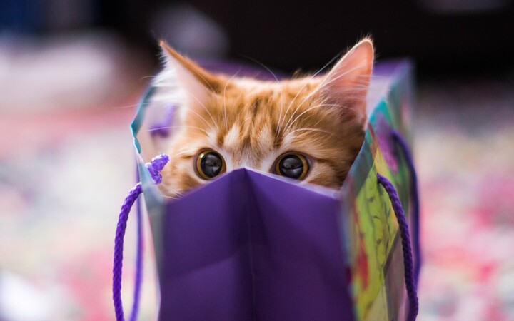 cat in a gift bag