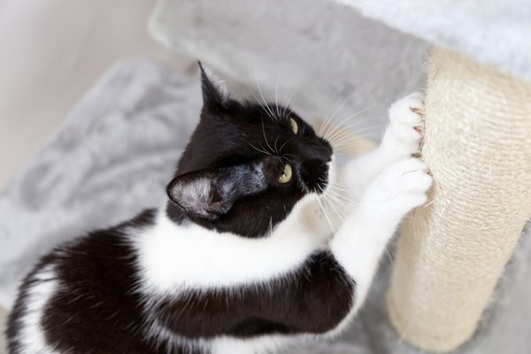 Scratching pole for cats