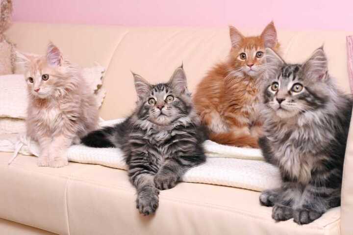 THE MAINE COON