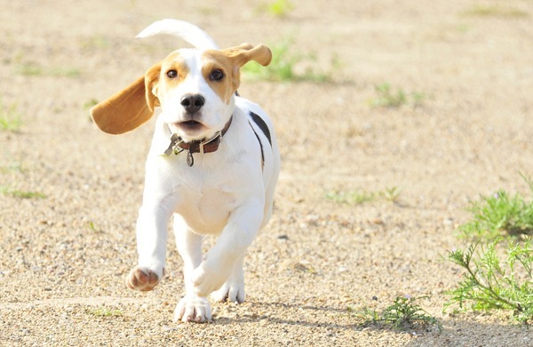 Beagle dog