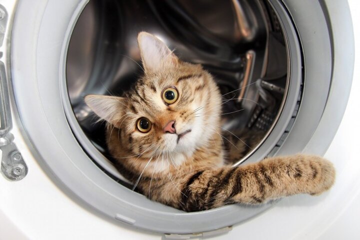 cat in a washing machine