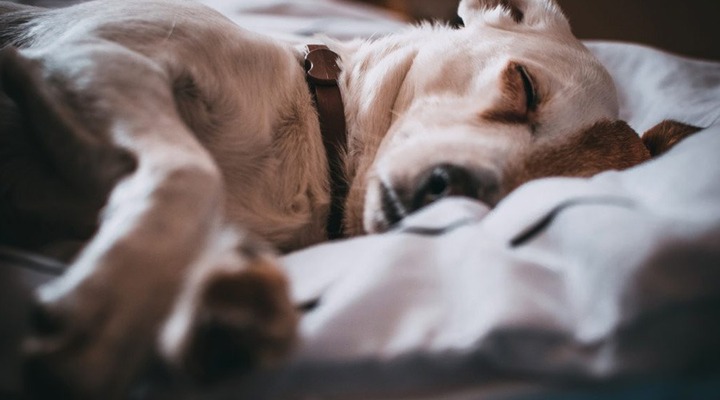 CBD for dog anxiety symptoms