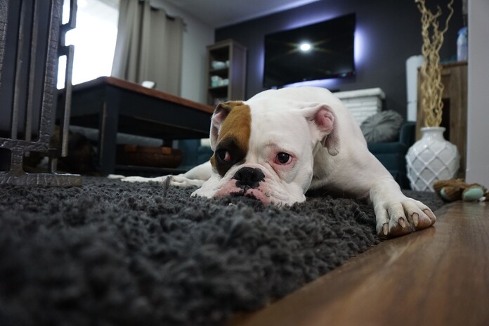 Dog lying on floor