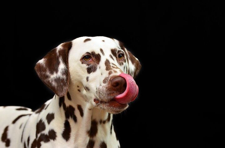 Dog licking nose