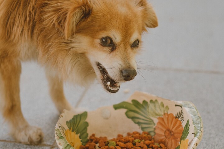 Excessive eating in dogs