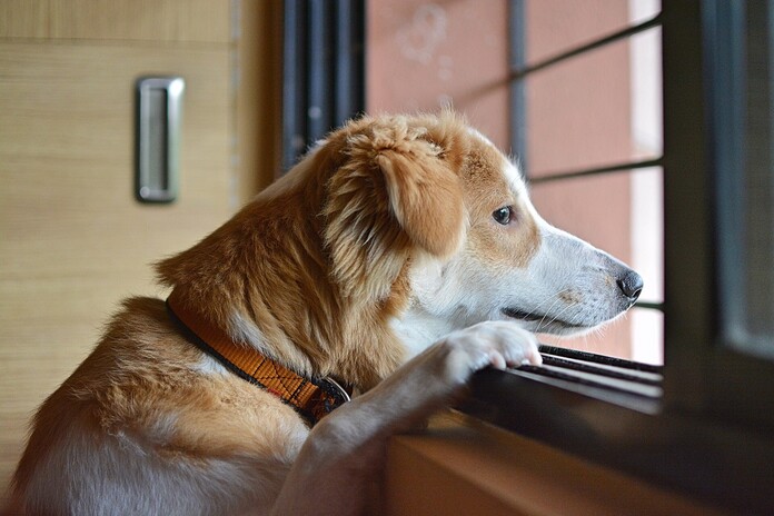 Separation anxiety in dogs