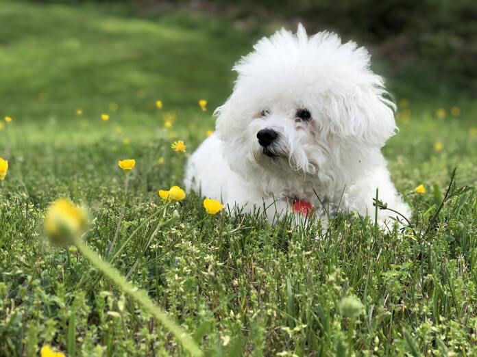 A bichon in the grass