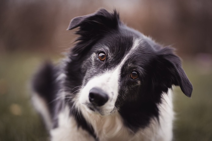 Curious border collie