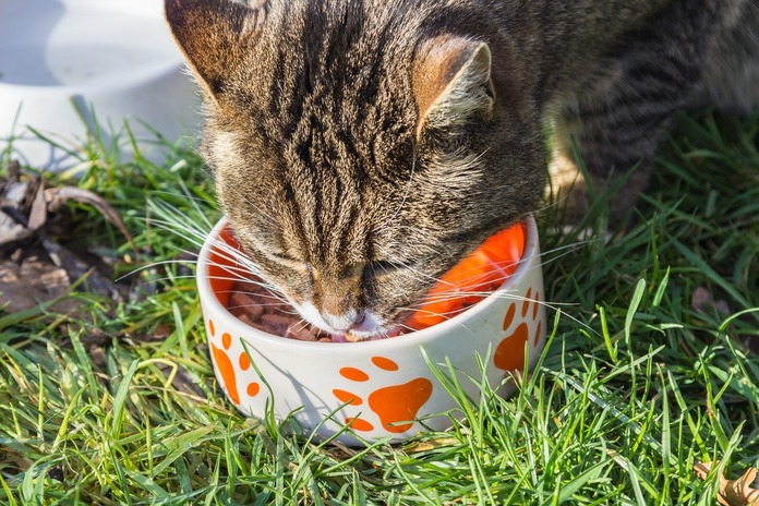 Homemade cat treats with pumpkin and tuna