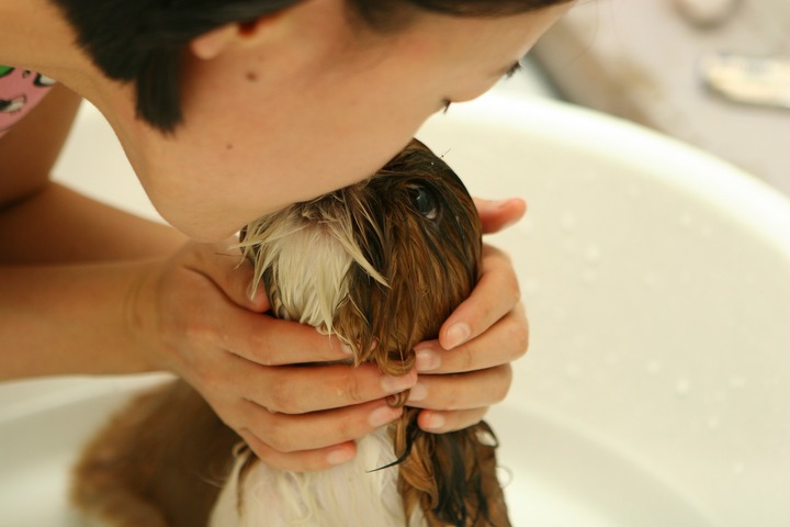Cute puppy having bath
