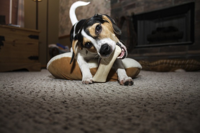 chew bone toy for puppy