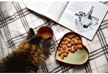 Healthy homemade cat treats with pumpkin