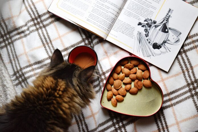 Cat having homemade healthy treats.