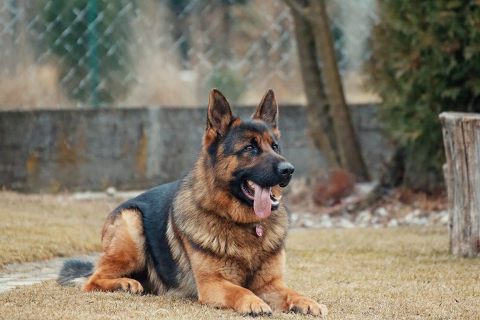 German shepherd sitting