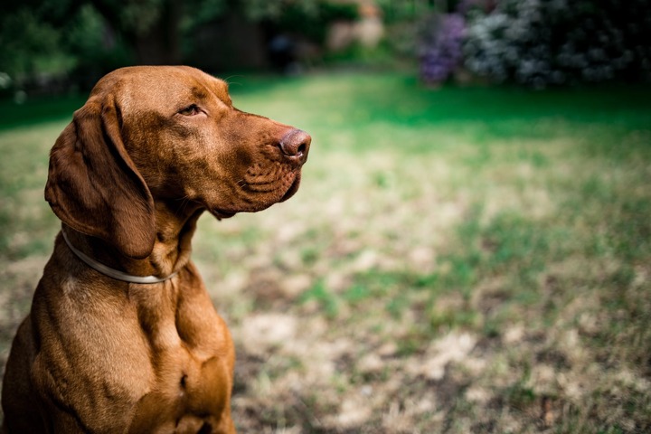 Brown hungarian vizsla in anxiety
