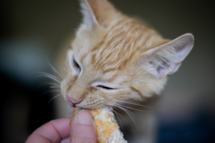 DIY homeade cat treats with his favorite food