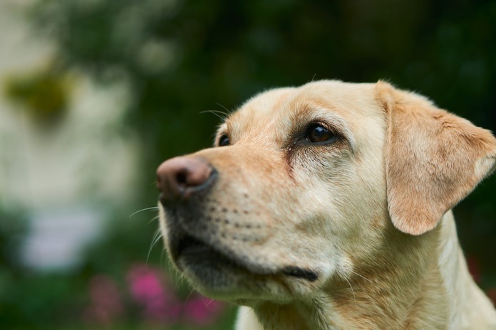 Blonde labrador in separation anxiety