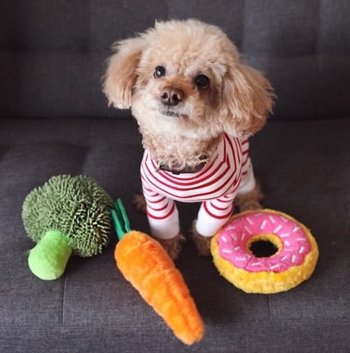 Dog standing near healthy snacks. Healthy snacks for my dog