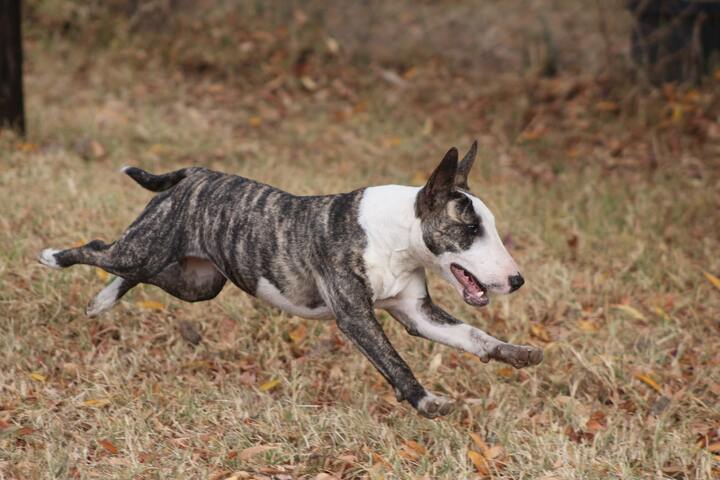 Running Pitbull Terrier pup