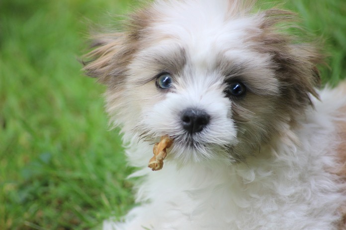 Liver treats for puppies