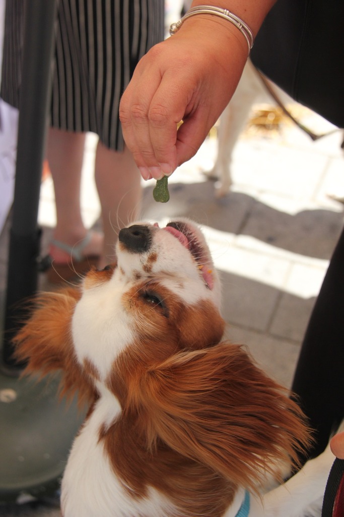 Zukes Mini Dog Treats