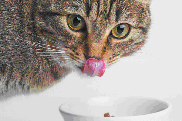 Cat having healthy meal