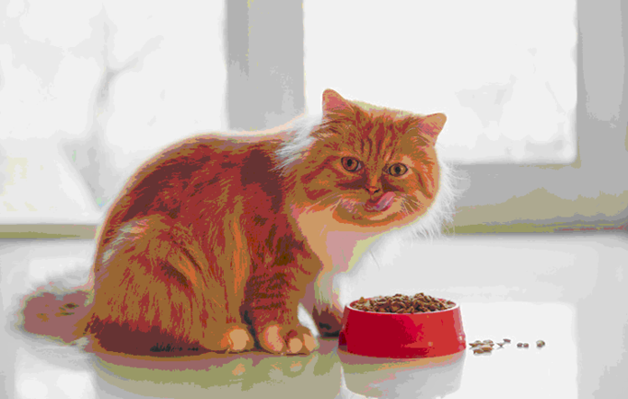 Wet or dry cat food