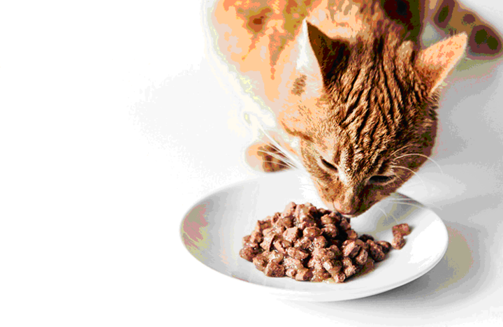 Dry cat food for kitten