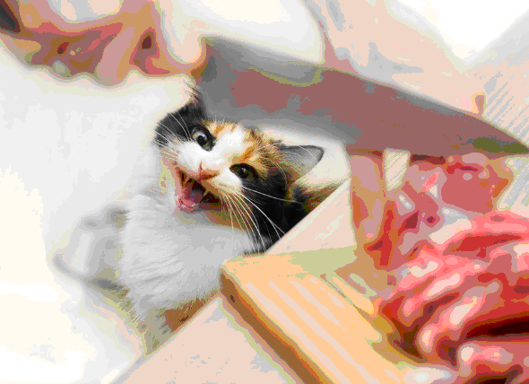 Raw meat is good for cats