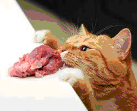 Cats are carnivorus