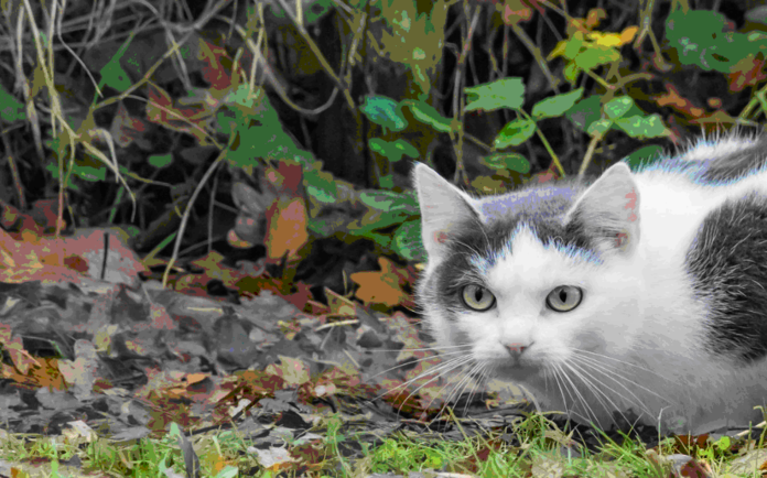 Bright and clear eyes of cat