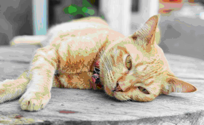 Sleepy cat lying on the floor