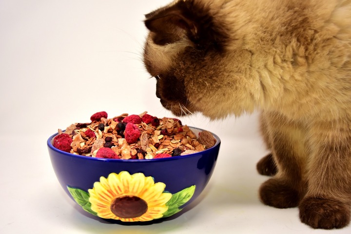 Healthy cat food