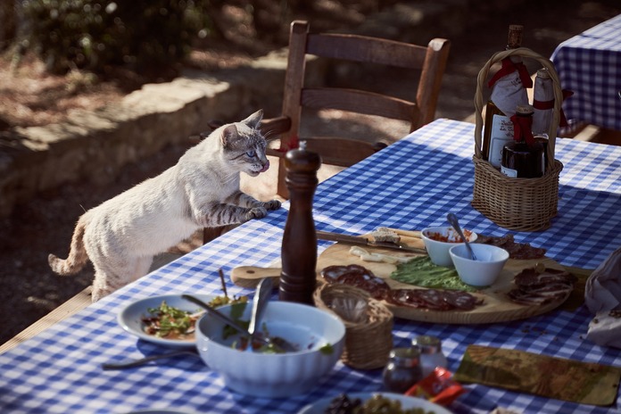 Homemade healthy cat food