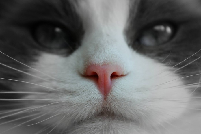 Cat pink nose