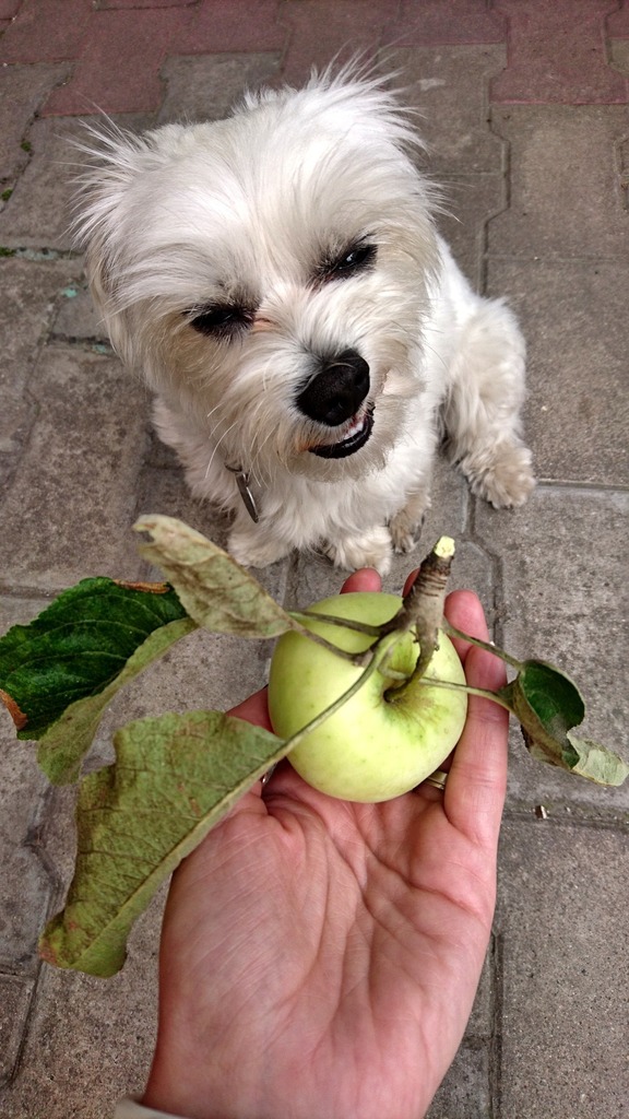 Fruits and veggies for dog