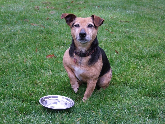 Healthy dog meal