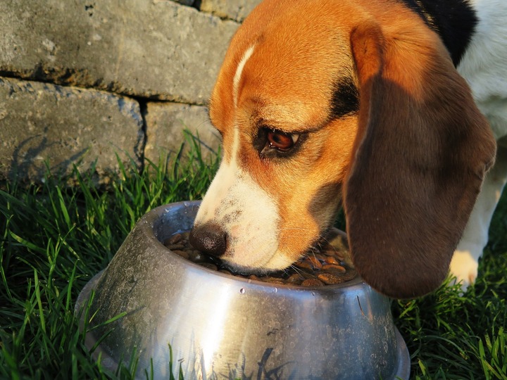 Factors for healthy dog food