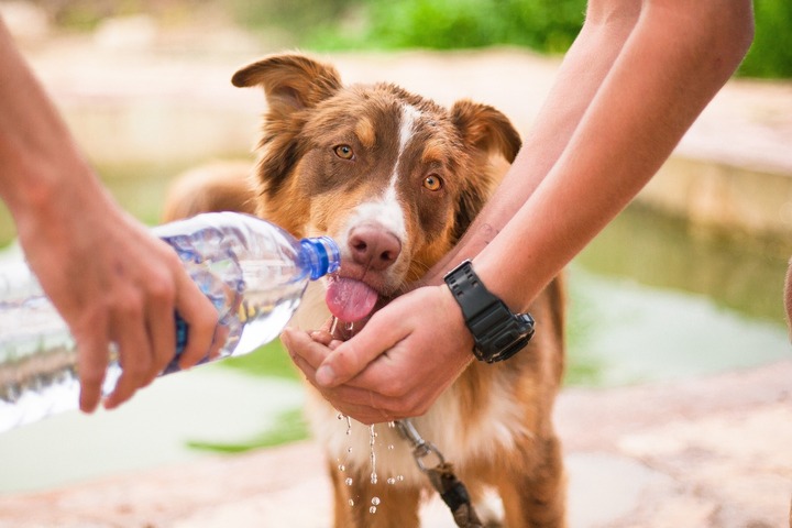 Thirst dog drinking clean water