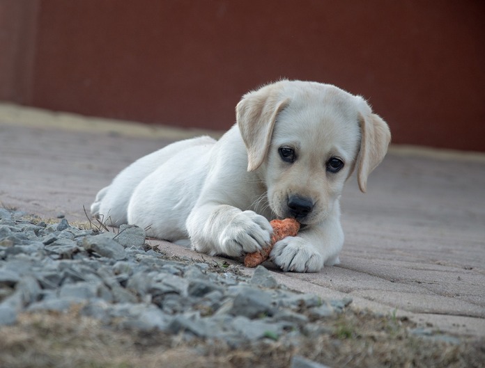 Healthy puppy food