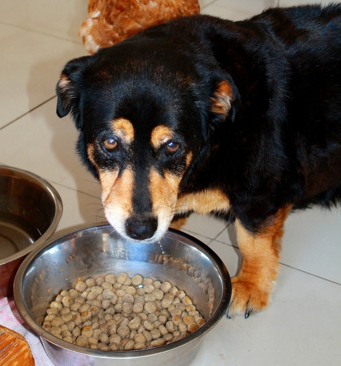Healthy food for senior dogs