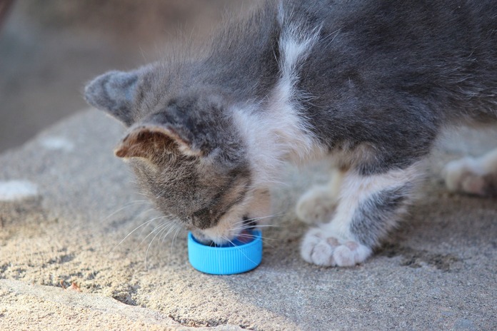 Healthy kitten food