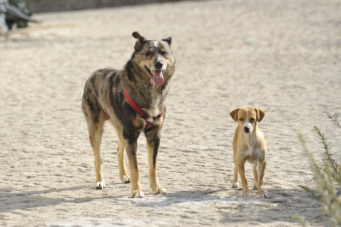 Dog breed size