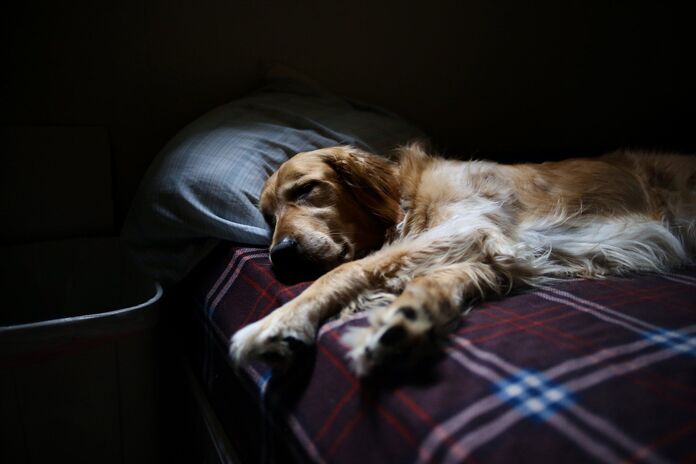 Insomnia in dogs