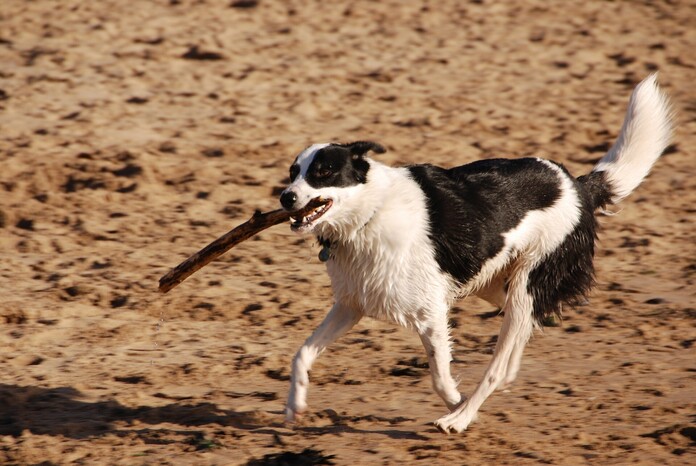 Exercises for insomniac dogs