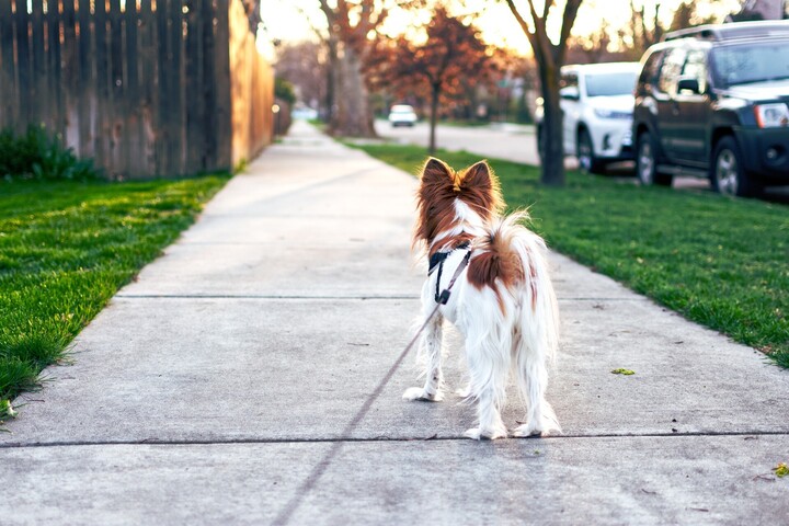 Long dog walk